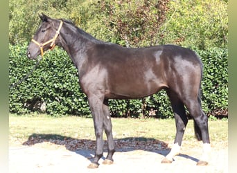 Hannover, Castrone, 3 Anni, 170 cm, Morello