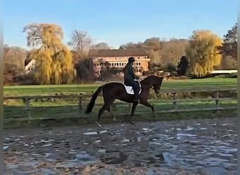 Hannover, Castrone, 3 Anni, 170 cm, Sauro