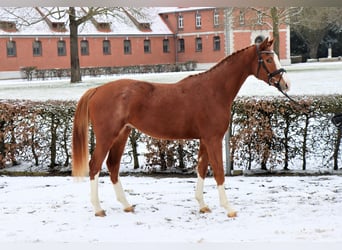 Hannover, Castrone, 3 Anni, 170 cm, Sauro