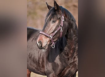 Hannover, Castrone, 3 Anni, 171 cm, Baio scuro