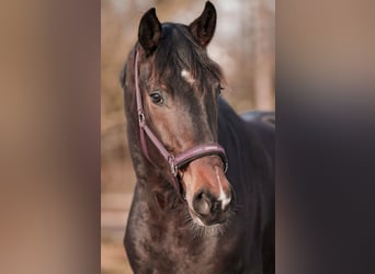 Hannover, Castrone, 3 Anni, 171 cm, Baio scuro