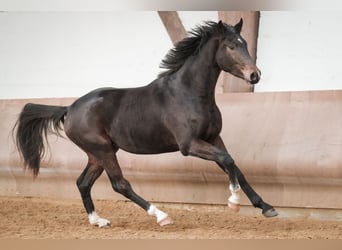 Hannover, Castrone, 3 Anni, 171 cm, Baio scuro