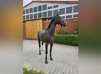 Hannover, Castrone, 3 Anni, 171 cm, Grigio pezzato