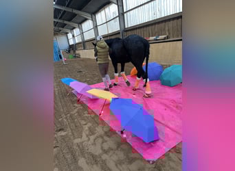 Hannover, Castrone, 3 Anni, 171 cm, Morello