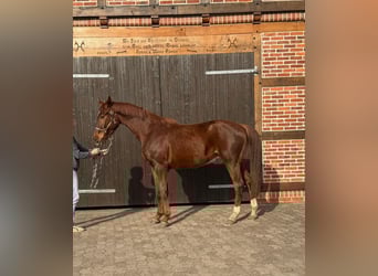 Hannover, Castrone, 3 Anni, 171 cm, Sauro scuro