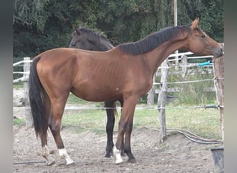 Hannover, Castrone, 3 Anni, 172 cm, Baio