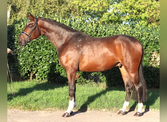 Hannover, Castrone, 3 Anni, 172 cm, Baio