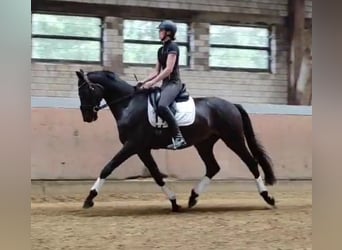 Hannover, Castrone, 3 Anni, 172 cm, Baio nero