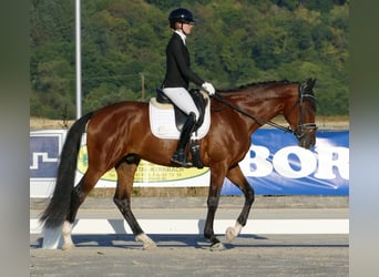 Hannover, Castrone, 3 Anni, 172 cm, Baio scuro
