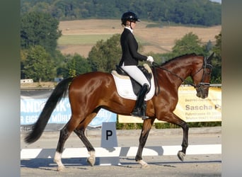 Hannover, Castrone, 3 Anni, 172 cm, Baio scuro
