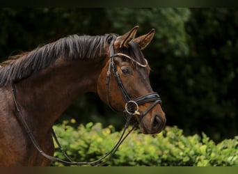 Hannover, Castrone, 3 Anni, 172 cm, Baio scuro