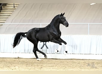 Hannover, Castrone, 3 Anni, 172 cm, Morello