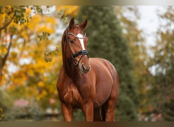 Hannover, Castrone, 3 Anni, 172 cm, Sauro