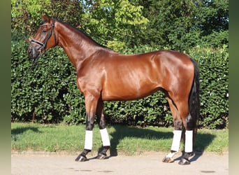 Hannover, Castrone, 3 Anni, 173 cm, Baio