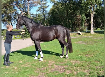 Hannover, Castrone, 3 Anni, 173 cm, Morello
