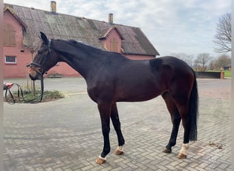 Hannover, Castrone, 3 Anni, 174 cm, Baio