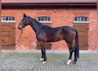 Hannover, Castrone, 3 Anni, 174 cm, Baio