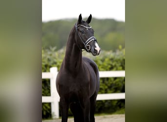 Hannover, Castrone, 3 Anni, 174 cm, Morello
