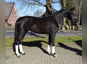 Hannover, Castrone, 3 Anni, 174 cm, Morello