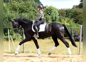 Hannover, Castrone, 3 Anni, 174 cm, Morello