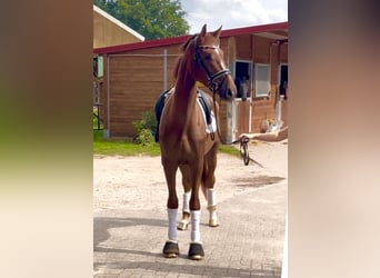 Hannover, Castrone, 3 Anni, 174 cm, Sauro scuro