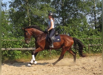 Hannover, Castrone, 3 Anni, 175 cm, Baio