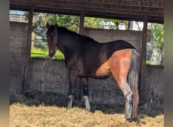 Hannover, Castrone, 3 Anni, 175 cm, Baio scuro