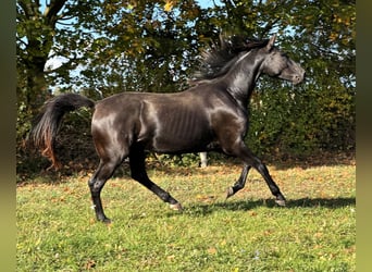 Hannover, Castrone, 3 Anni, 175 cm, Morello