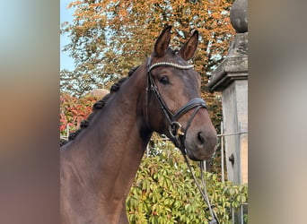 Hannover, Castrone, 3 Anni, 178 cm, Baio