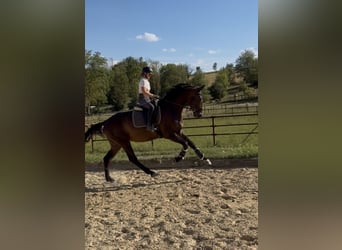 Hannover, Castrone, 3 Anni, 178 cm, Baio