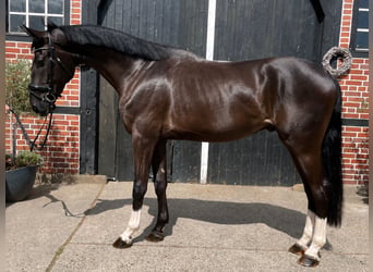 Hannover, Castrone, 3 Anni, 180 cm, Morello