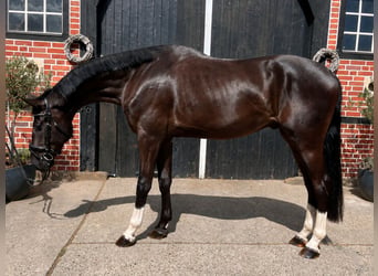 Hannover, Castrone, 3 Anni, 180 cm, Morello