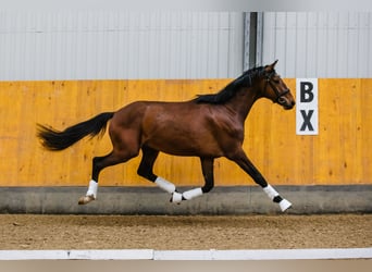 Hannover, Castrone, 3 Anni, Baio ciliegia