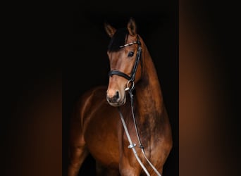 Hannover, Castrone, 3 Anni, Baio ciliegia