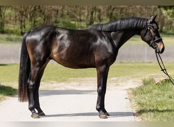 Hannover, Castrone, 3 Anni, Baio scuro