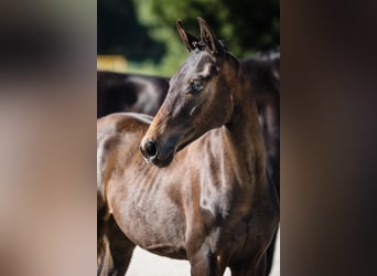 Hannover, Castrone, 3 Anni, Baio scuro