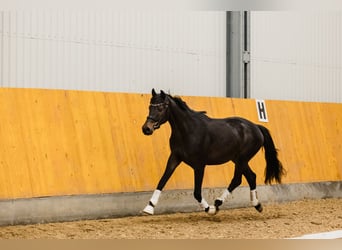 Hannover, Castrone, 3 Anni, Baio scuro