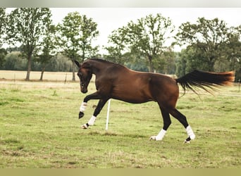 Hannover, Castrone, 3 Anni, Baio scuro