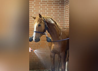 Hannover, Castrone, 3 Anni