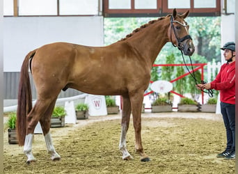 Hannover, Castrone, 3 Anni, Sauro