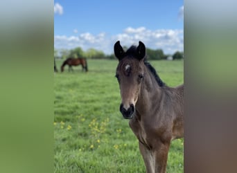 Hannover, Castrone, 4 Anni, 158 cm, Baio nero