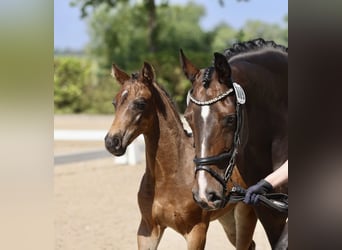 Hannover, Castrone, 4 Anni, 158 cm, Baio nero