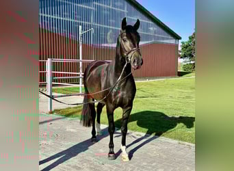 Hannover, Castrone, 4 Anni, 158 cm, Baio nero