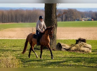 Hannover, Castrone, 4 Anni, 158 cm, Sauro