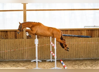 Hannover, Castrone, 4 Anni, 158 cm, Sauro