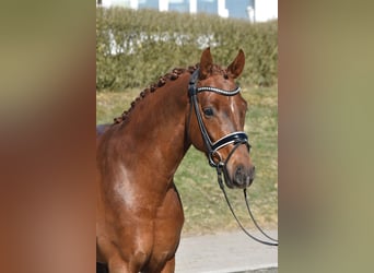Hannover, Castrone, 4 Anni, 158 cm, Sauro