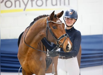 Hannover, Castrone, 4 Anni, 159 cm, Baio