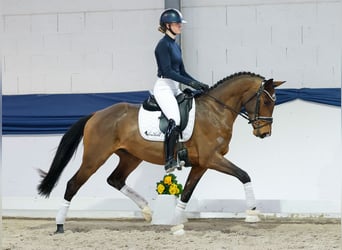 Hannover, Castrone, 4 Anni, 159 cm, Baio