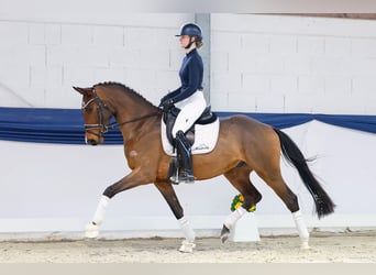 Hannover, Castrone, 4 Anni, 159 cm, Baio