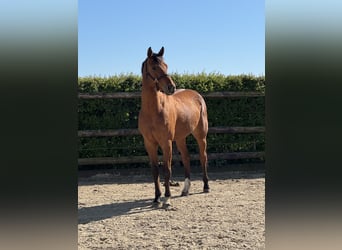 Hannover, Castrone, 4 Anni, 160 cm, Baio